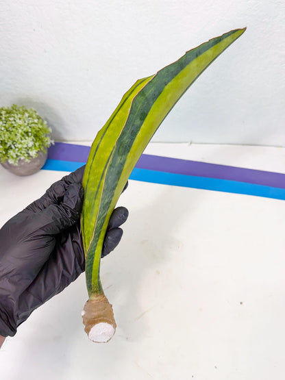Sansevieria Macrophylla Var (3) | Very Rare Import