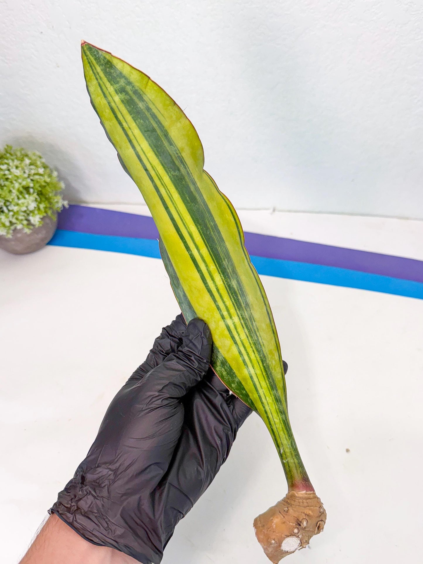 Sansevieria Macrophylla Var (3) | Very Rare Import