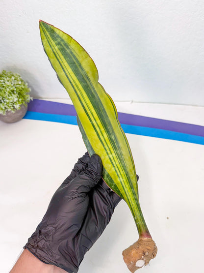 Sansevieria Macrophylla Var (3) | Very Rare Import