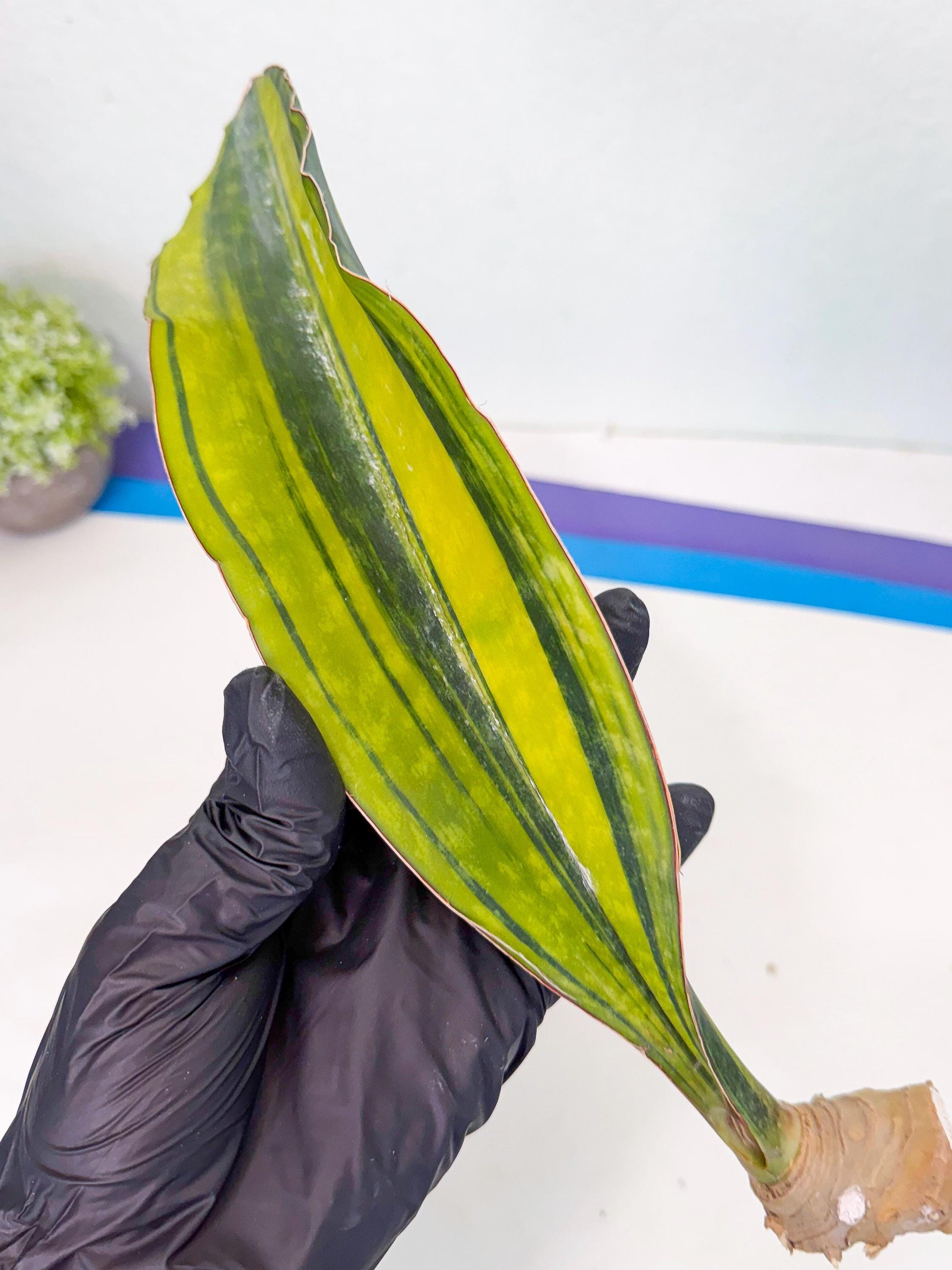 Sansevieria Macrophylla Var (3) | Very Rare Import