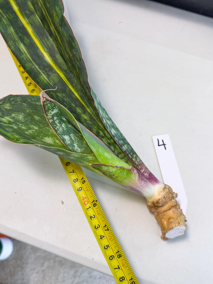Sansevieria Macrophylla Var (4) | Very Rare Import