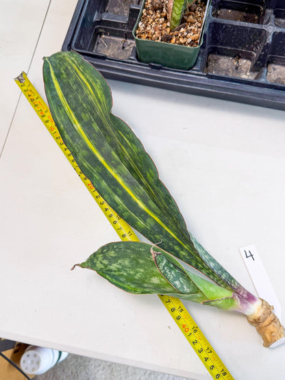 Sansevieria Macrophylla Var (4) | Very Rare Import
