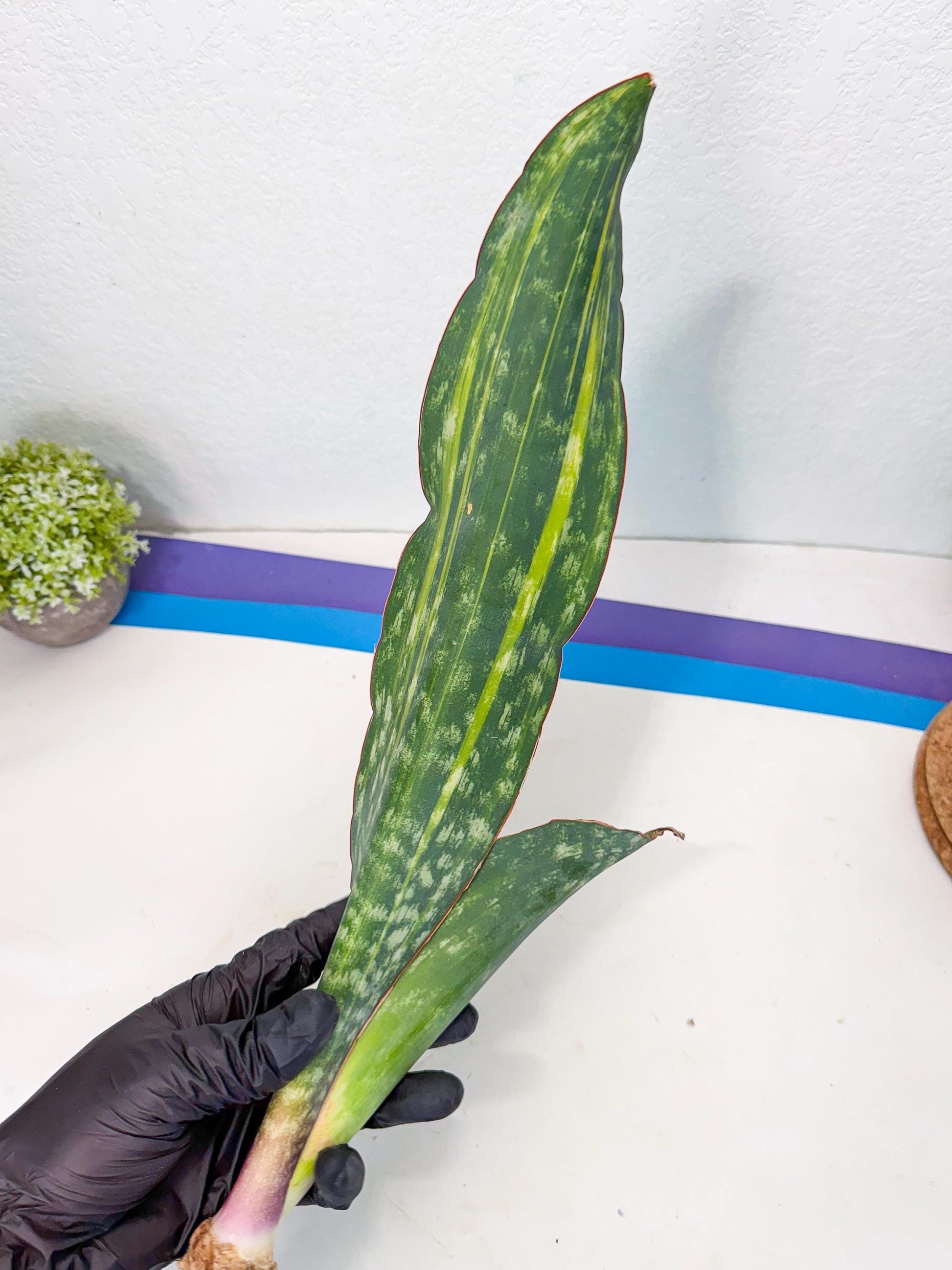 Sansevieria Macrophylla Var (4) | Very Rare Import