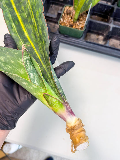 Sansevieria Macrophylla Var (4) | Very Rare Import