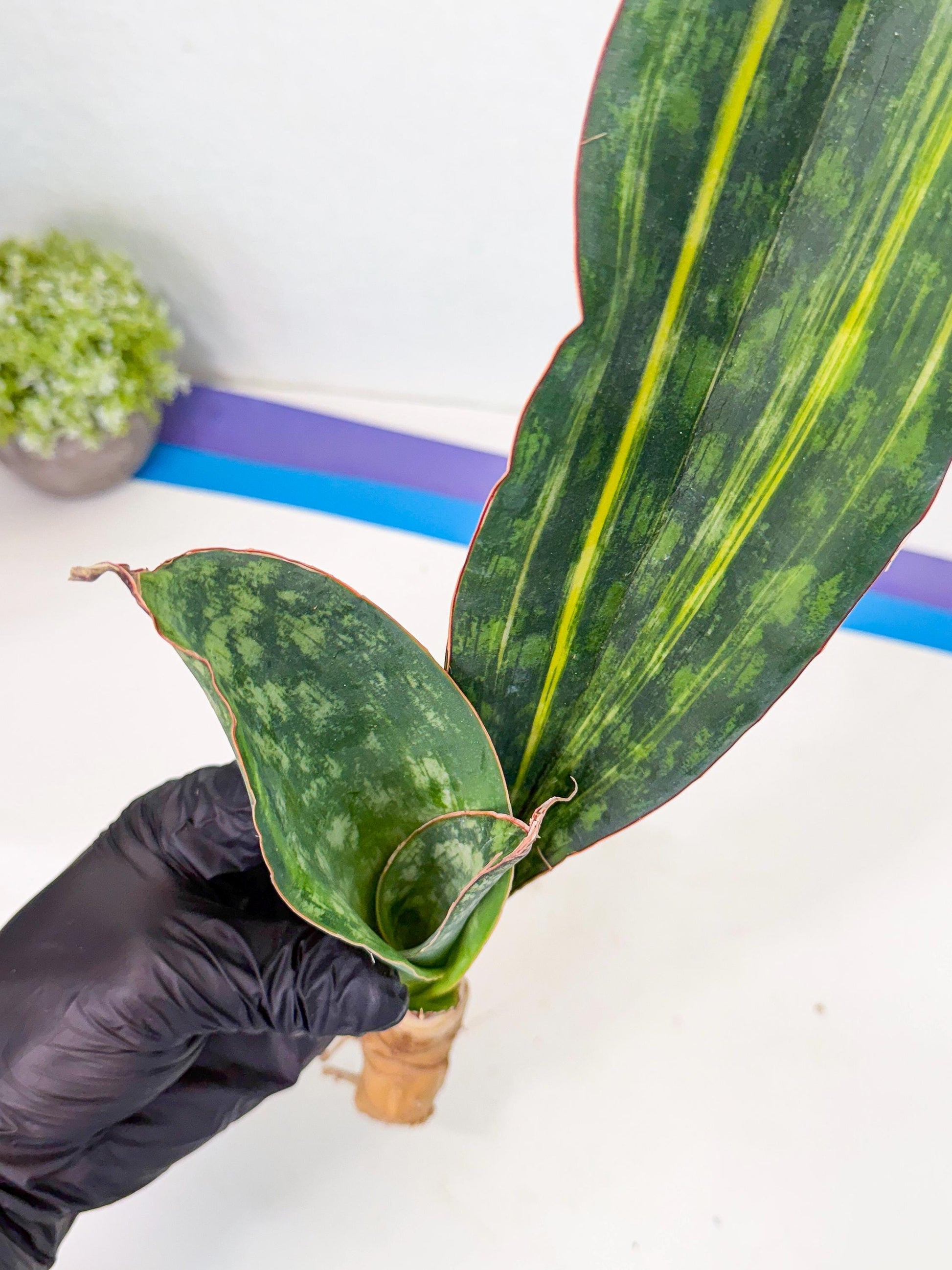 Sansevieria Macrophylla Var (4) | Very Rare Import