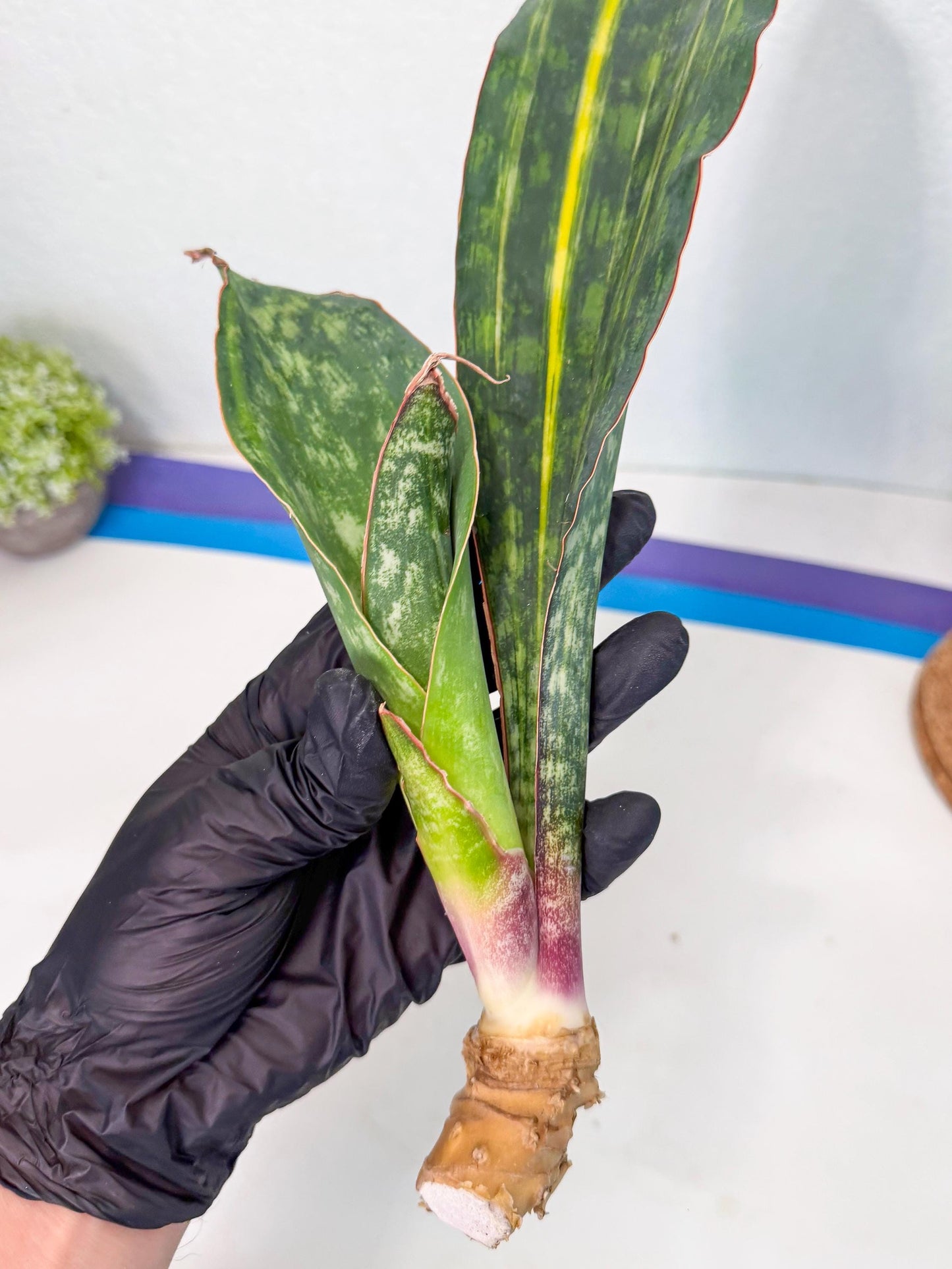 Sansevieria Macrophylla Var (4) | Very Rare Import