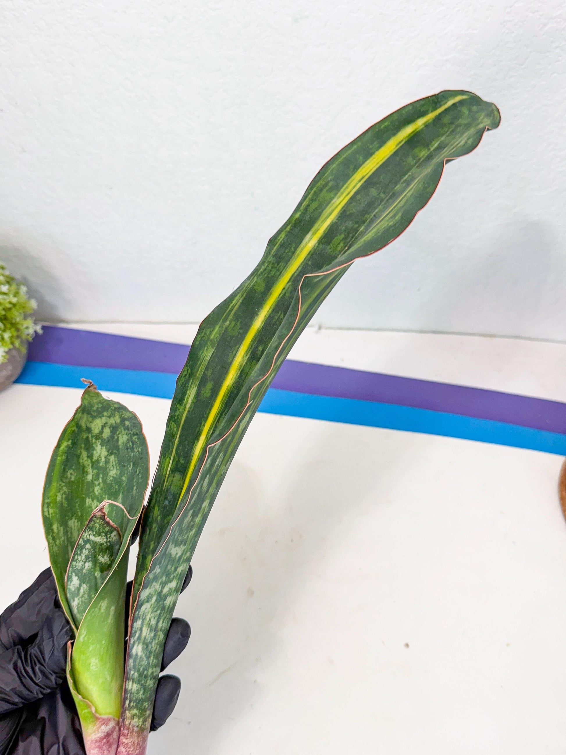 Sansevieria Macrophylla Var (4) | Very Rare Import