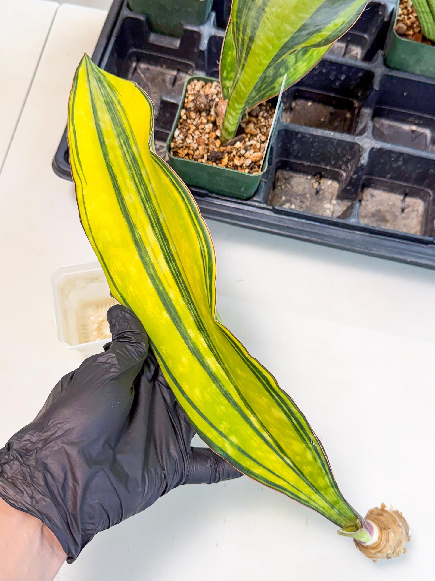 Sansevieria Macrophylla Var (5) | Very Rare Import