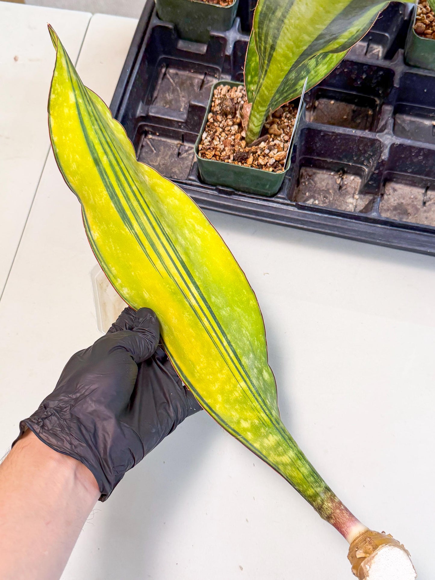 Sansevieria Macrophylla Var (5) | Very Rare Import