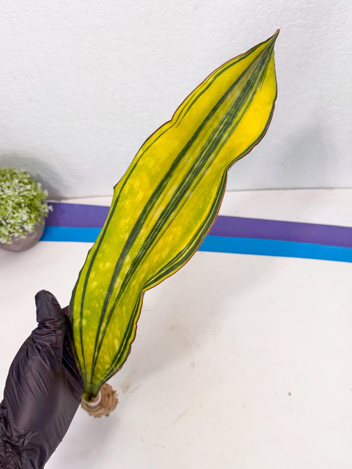 Sansevieria Macrophylla Var (5) | Very Rare Import