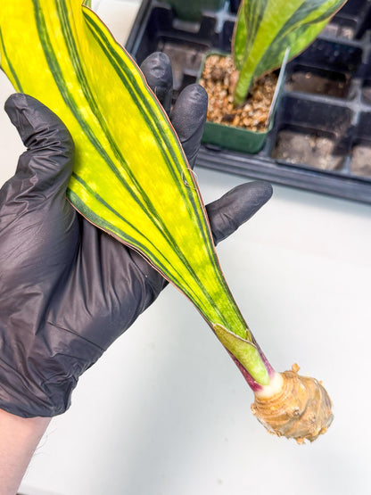 Sansevieria Macrophylla Var (5) | Very Rare Import