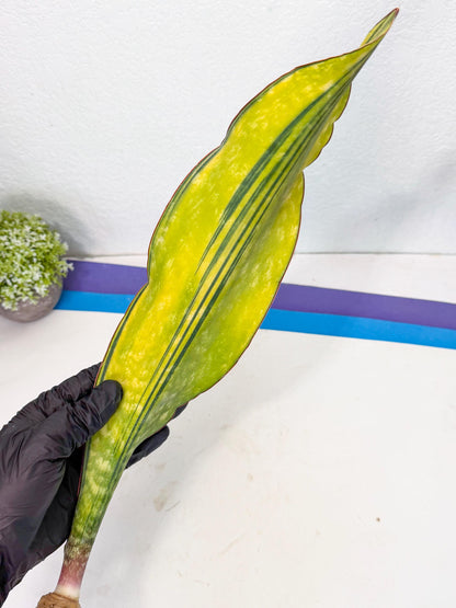 Sansevieria Macrophylla Var (5) | Very Rare Import