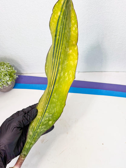Sansevieria Macrophylla Var (5) | Very Rare Import