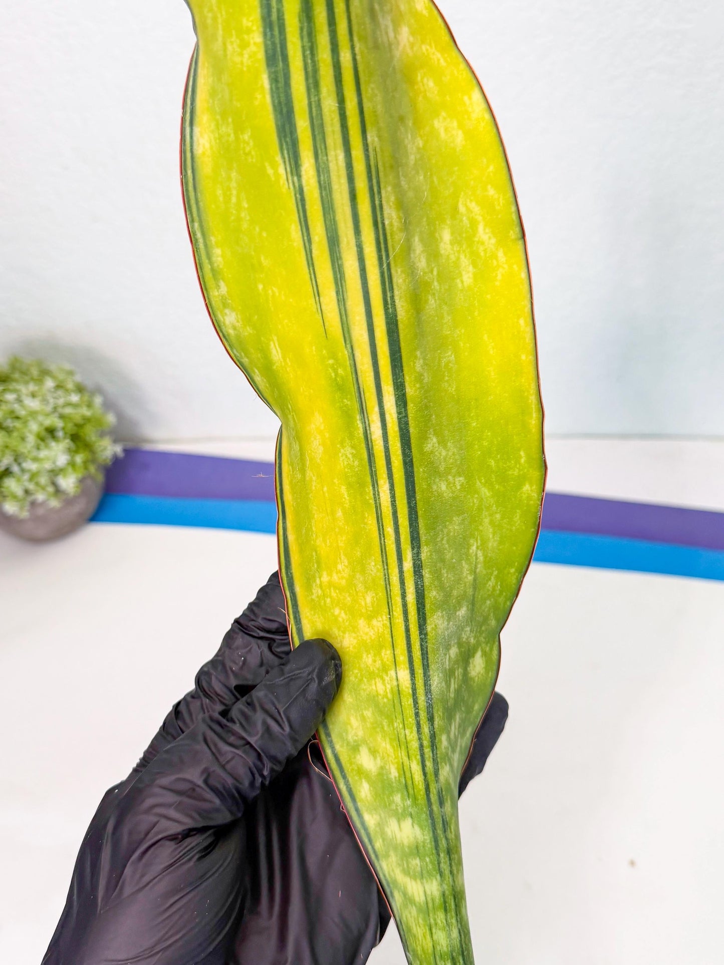 Sansevieria Macrophylla Var (5) | Very Rare Import
