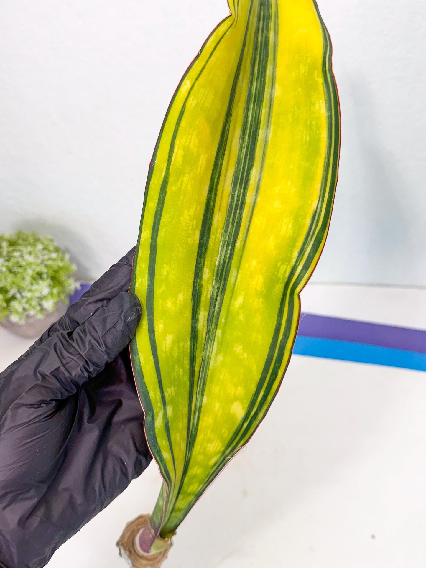 Sansevieria Macrophylla Var (5) | Very Rare Import