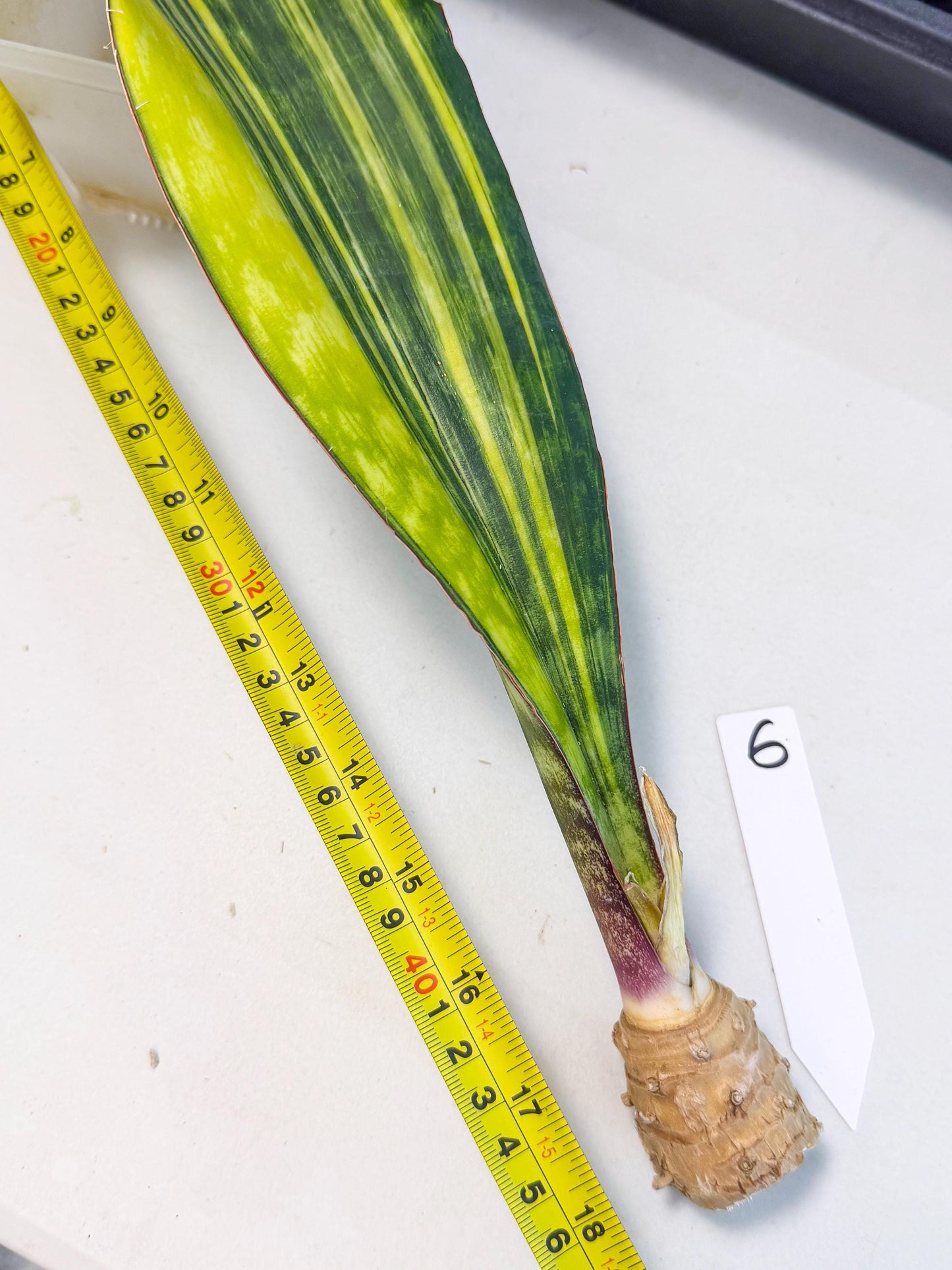 Sansevieria Macrophylla Var (6) | Very Rare Import