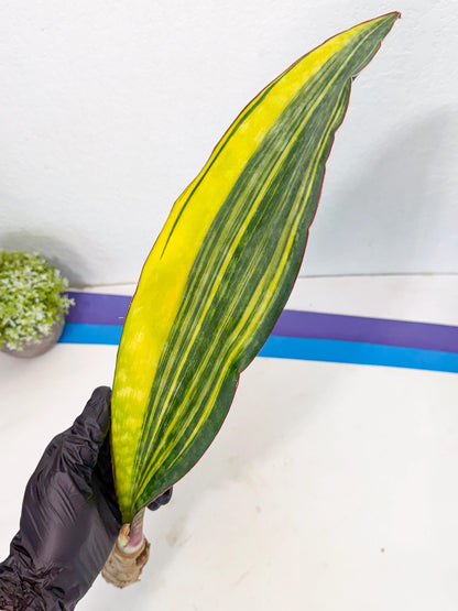 Sansevieria Macrophylla Var (6) | Very Rare Import