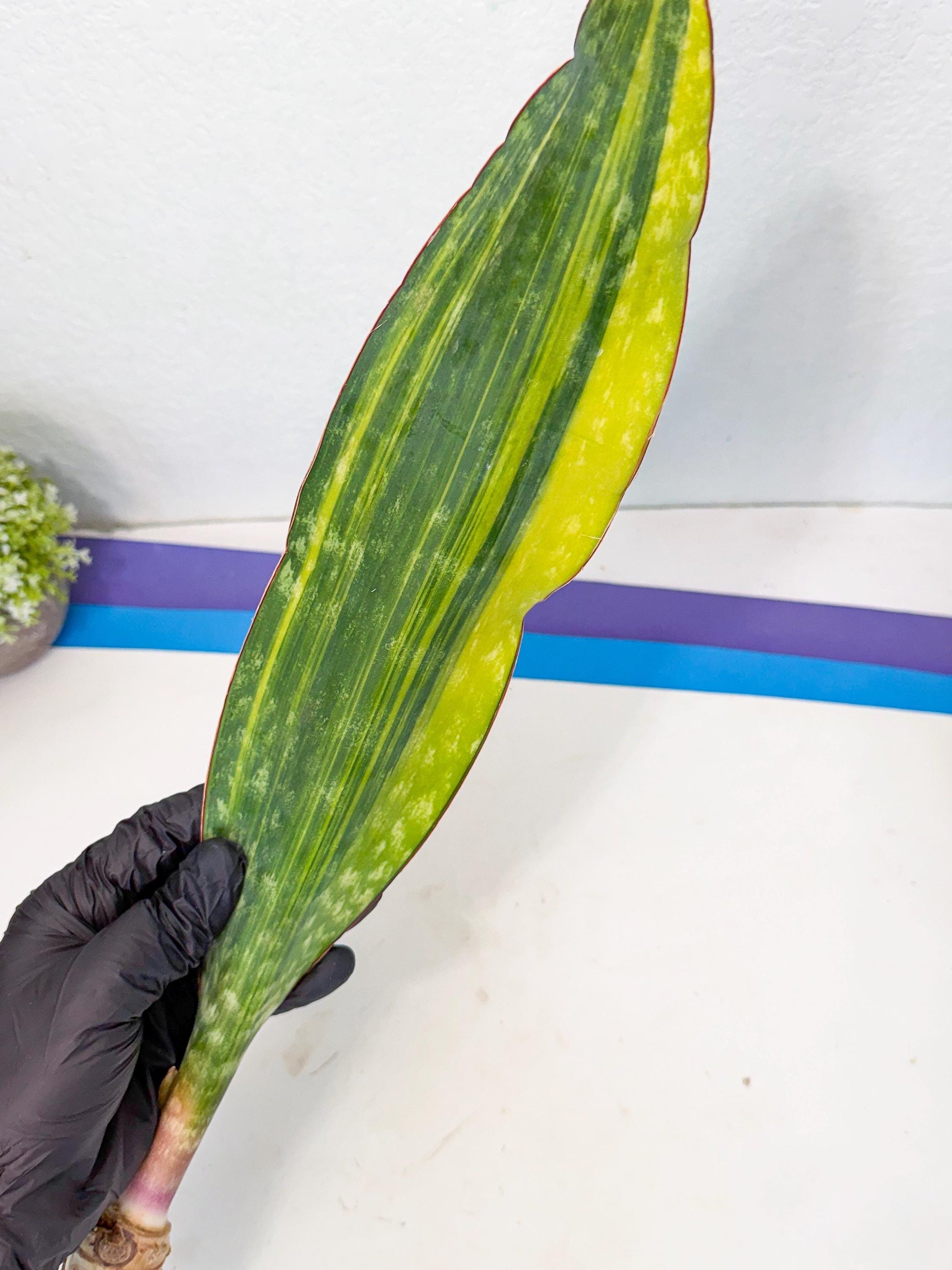 Sansevieria Macrophylla Var (6) | Very Rare Import