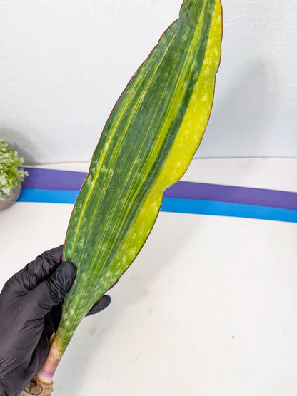 Sansevieria Macrophylla Var (6) | Very Rare Import