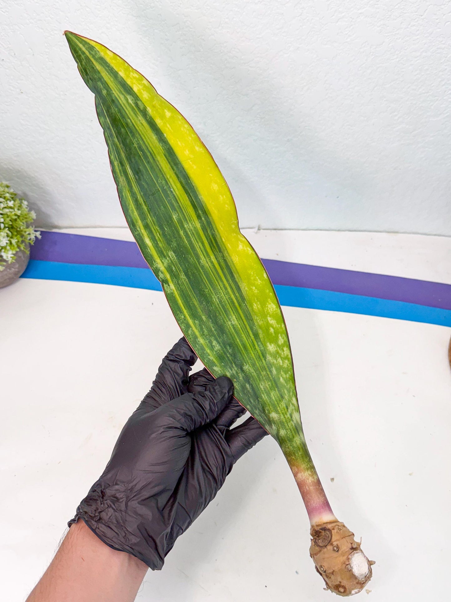 Sansevieria Macrophylla Var (6) | Very Rare Import