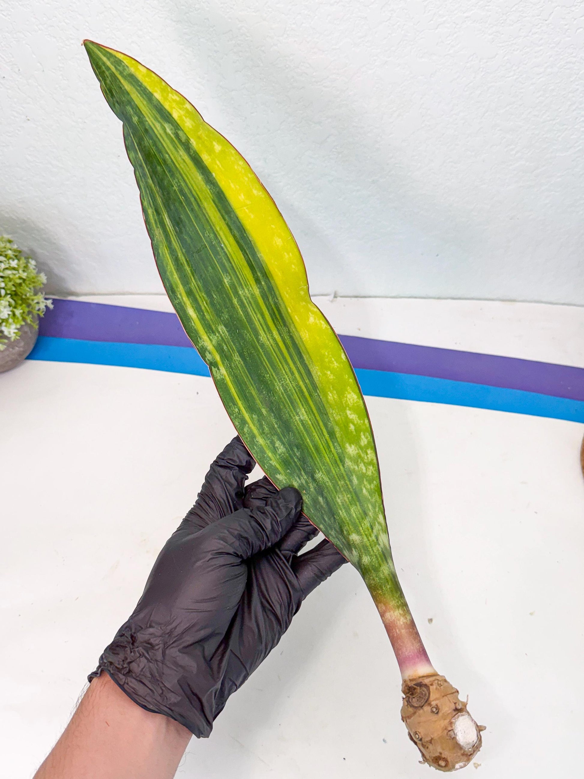 Sansevieria Macrophylla Var (6) | Very Rare Import