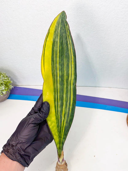 Sansevieria Macrophylla Var (6) | Very Rare Import