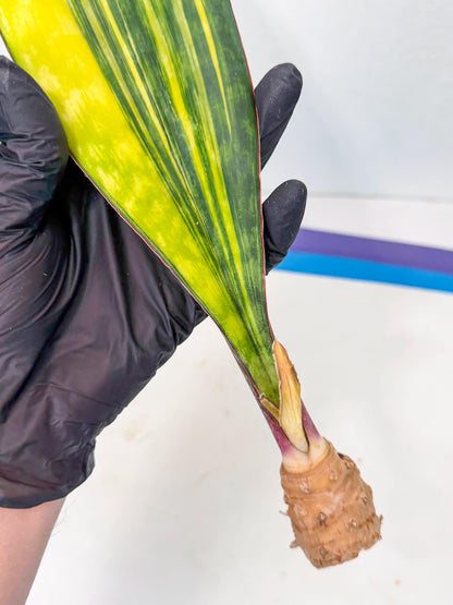 Sansevieria Macrophylla Var (6) | Very Rare Import