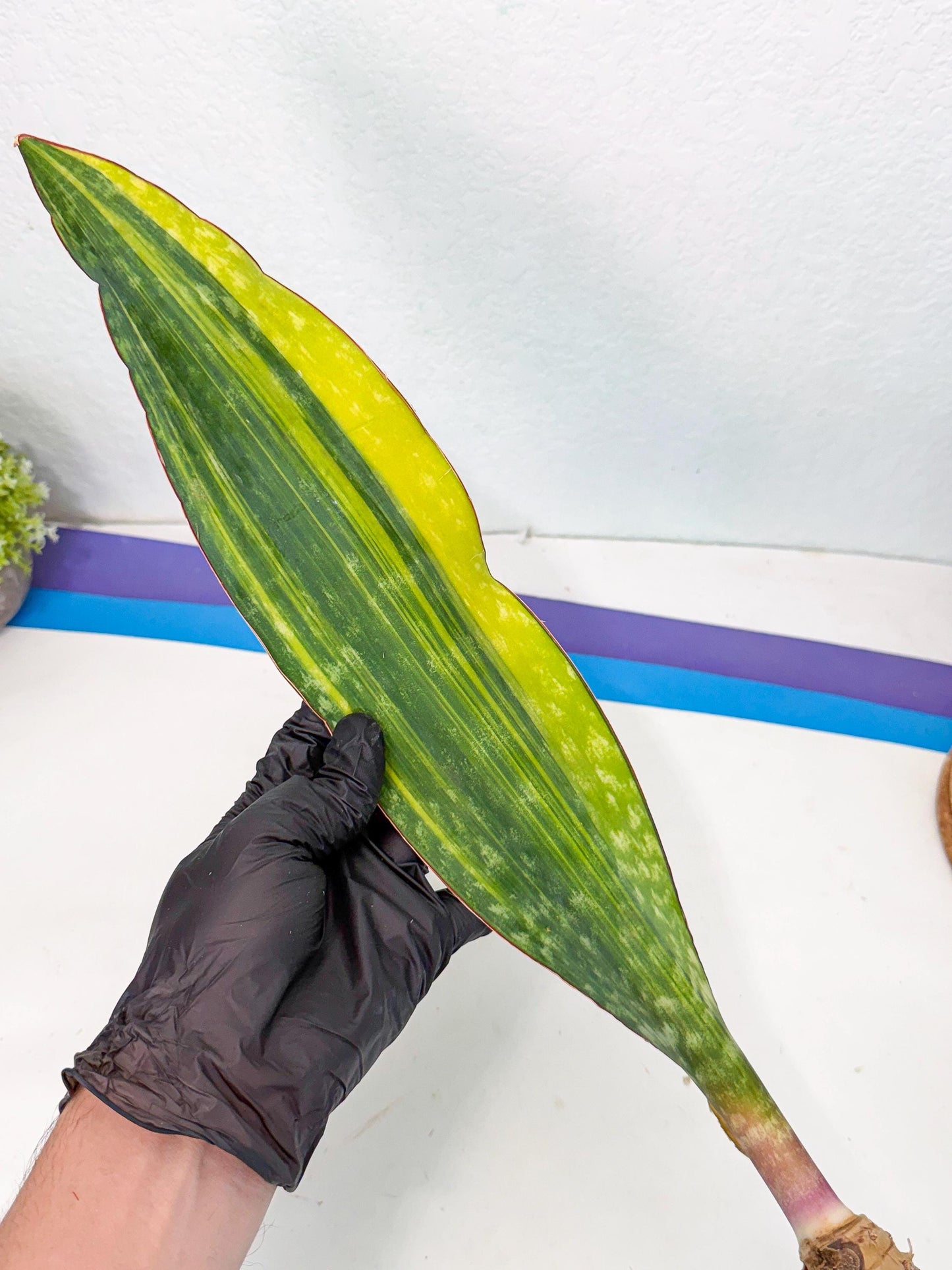 Sansevieria Macrophylla Var (6) | Very Rare Import