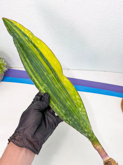 Sansevieria Macrophylla Var (6) | Very Rare Import