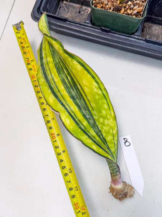 Sansevieria Macrophylla Var (8) | Very Rare Import