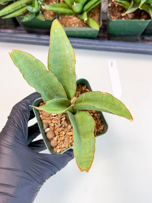 Sansevieria Rosalie (xL1) (1) | Rare Imported House Plants