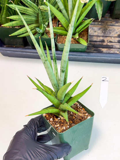 Sansevieria Thunder Stream (xL1) (2) | imported