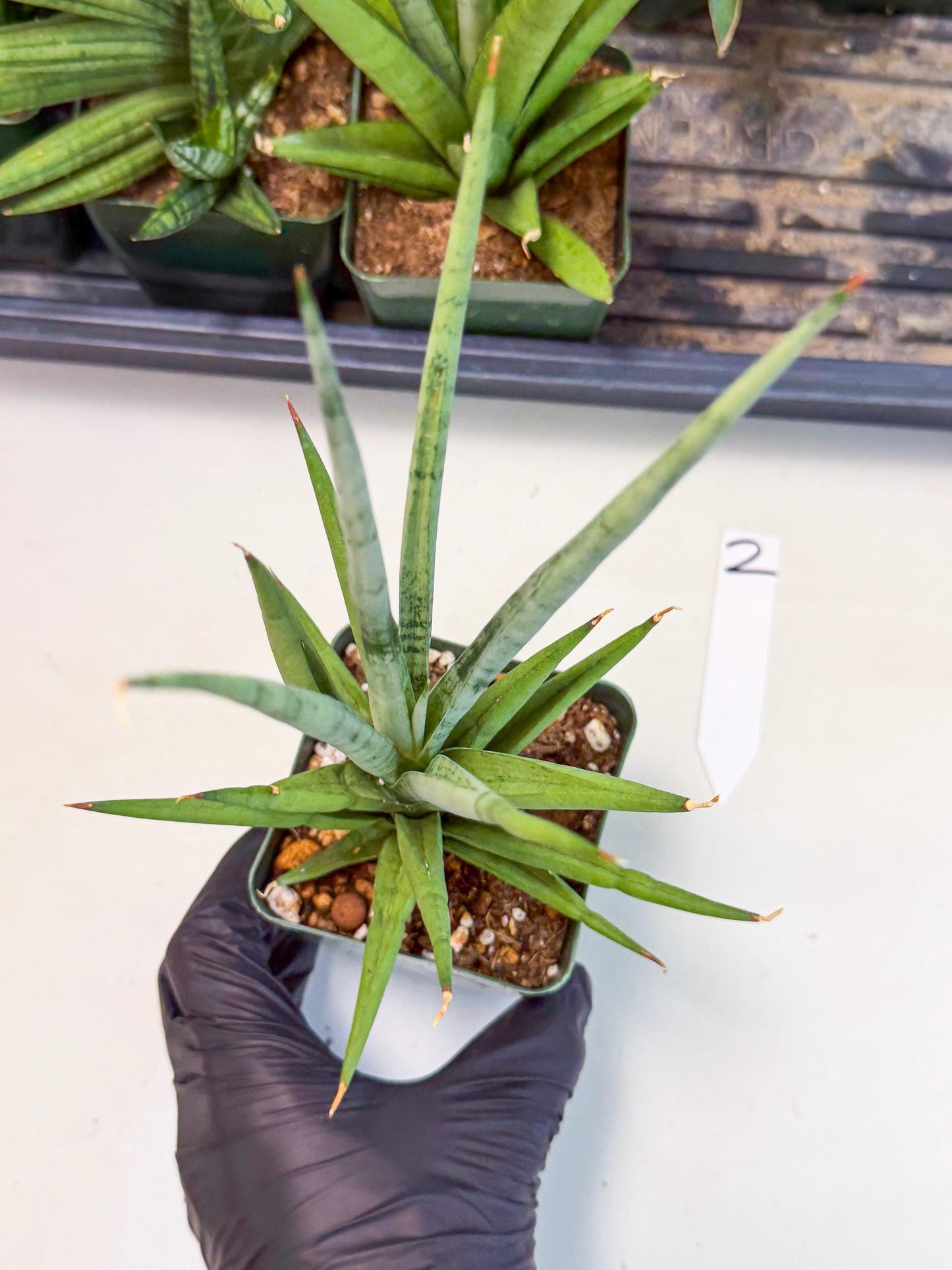 Sansevieria Thunder Stream (xL1) (2) | imported