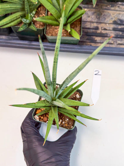 Sansevieria Thunder Stream (xL1) (2) | imported