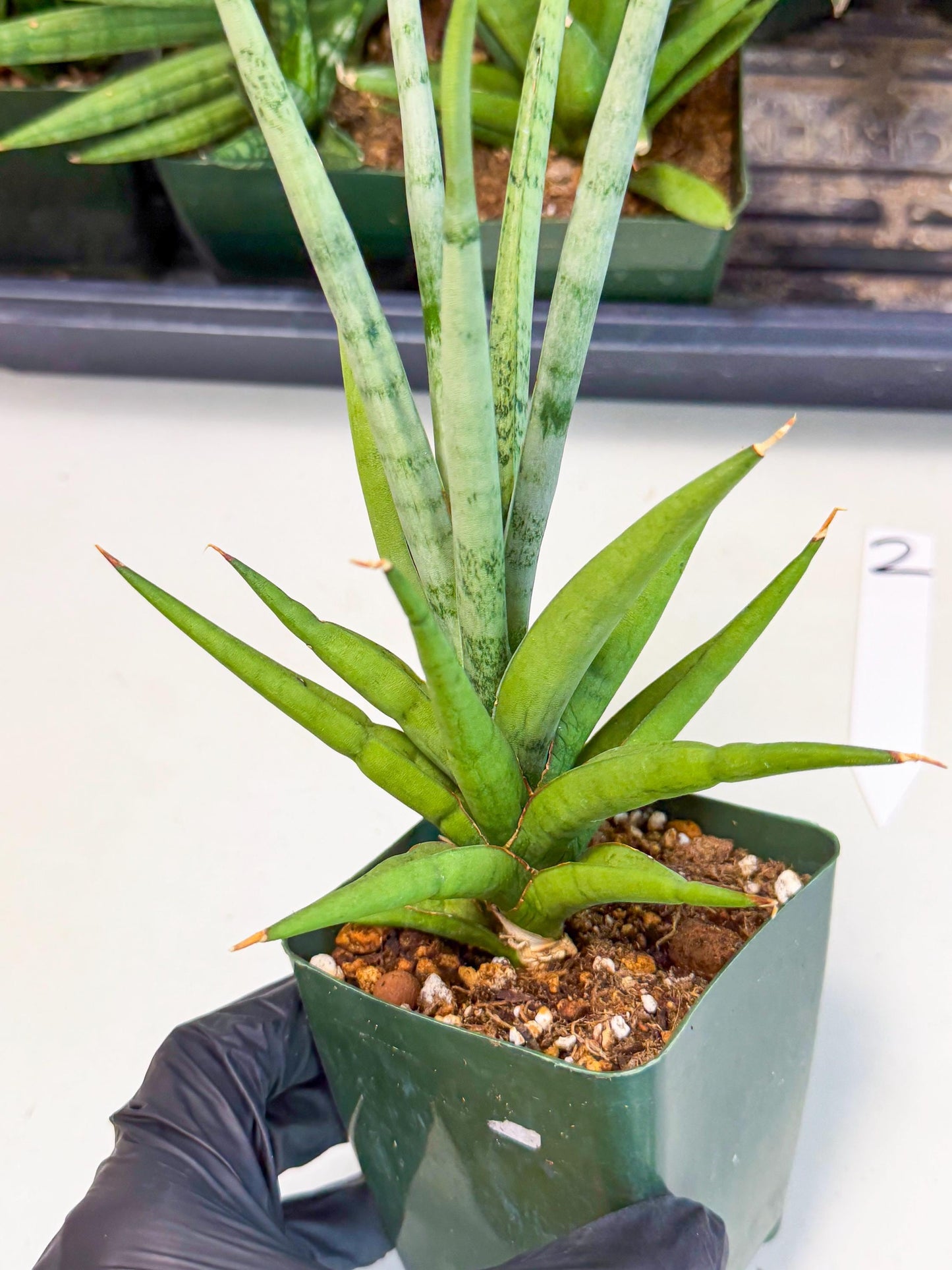 Sansevieria Thunder Stream (xL1) (2) | imported