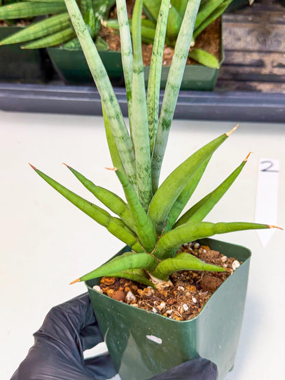 Sansevieria Thunder Stream (xL1) (2) | imported