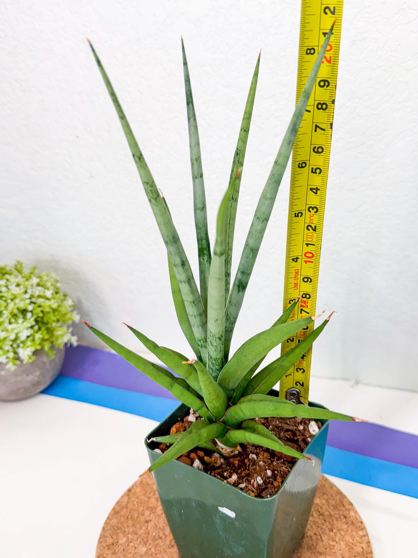 Sansevieria Thunder Stream (xL1) (2) | imported
