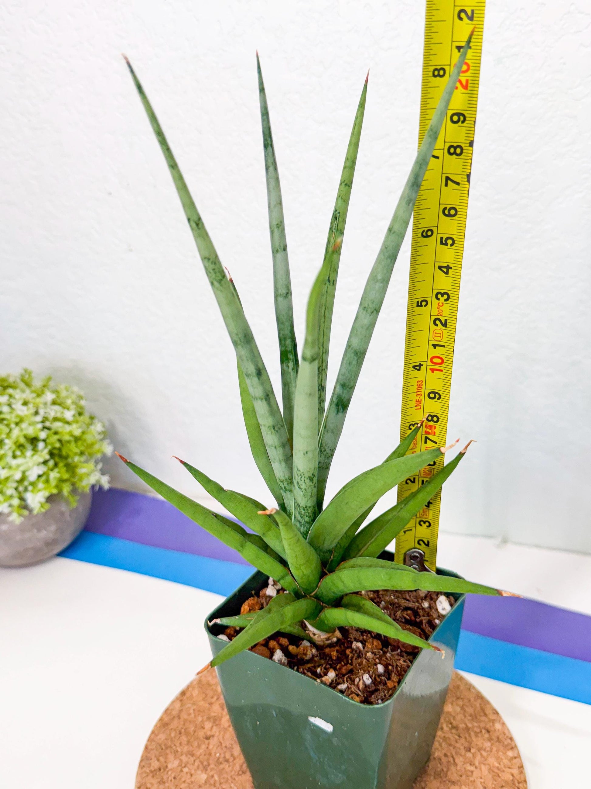 Sansevieria Thunder Stream (xL1) (2) | imported