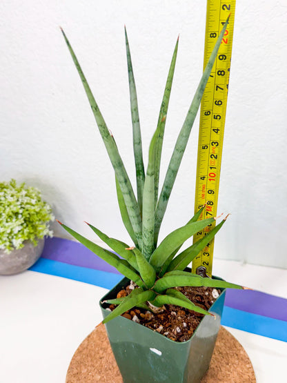 Sansevieria Thunder Stream (xL1) (2) | imported