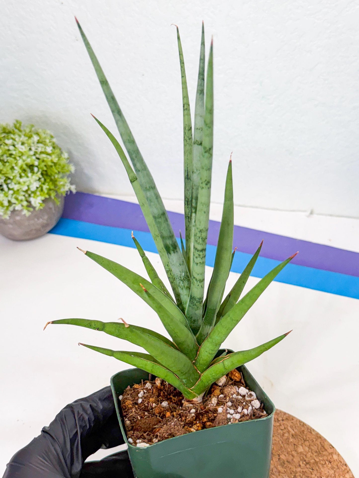 Sansevieria Thunder Stream (xL1) (2) | imported