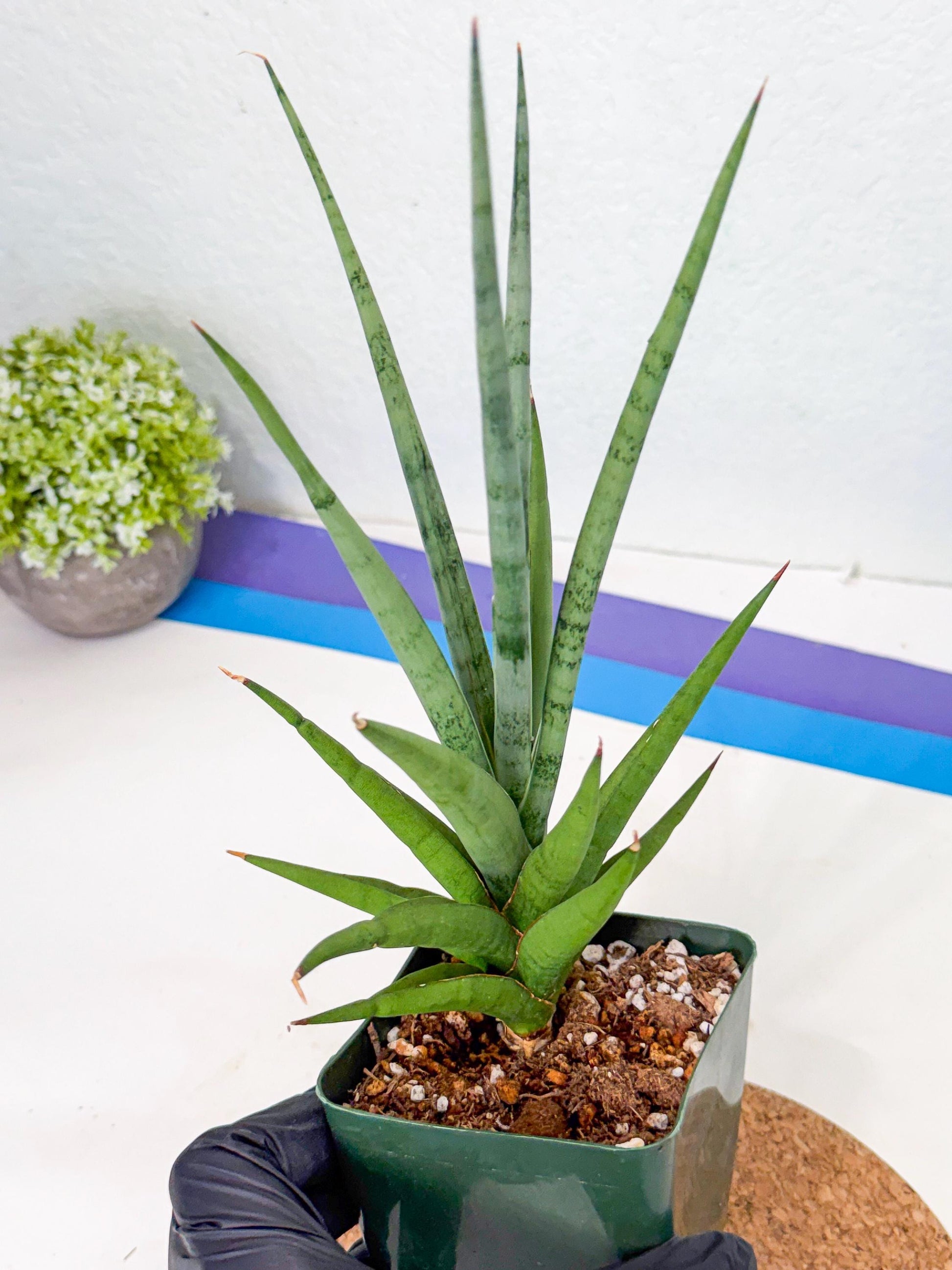 Sansevieria Thunder Stream (xL1) (2) | imported