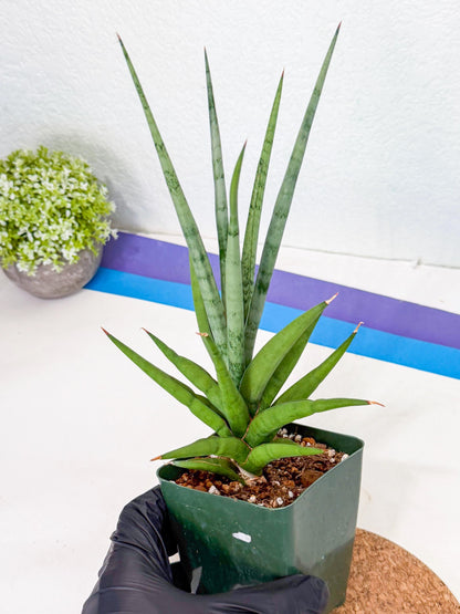 Sansevieria Thunder Stream (xL1) (2) | imported