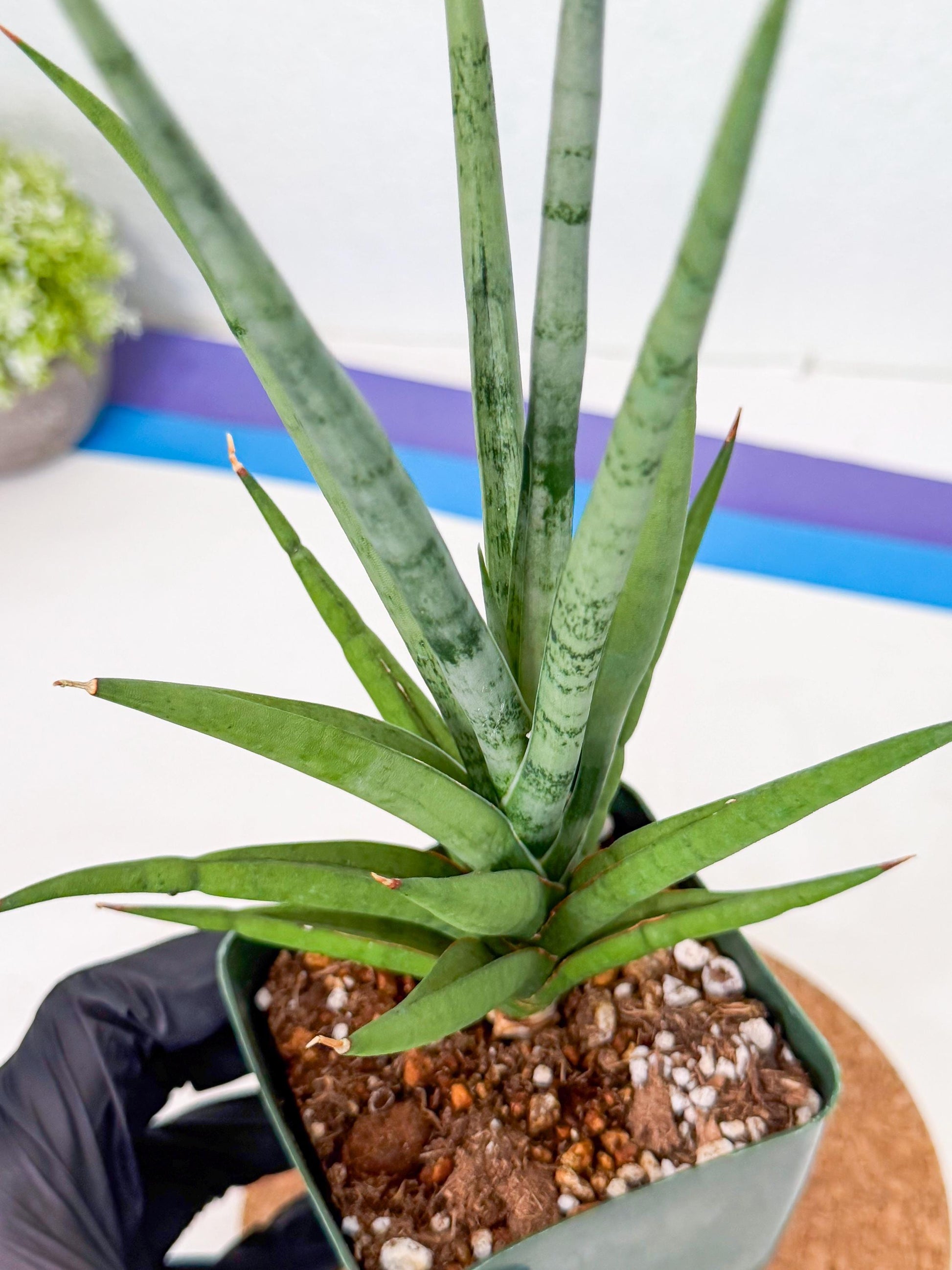 Sansevieria Thunder Stream (xL1) (2) | imported