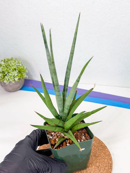 Sansevieria Thunder Stream (xL1) (2) | imported