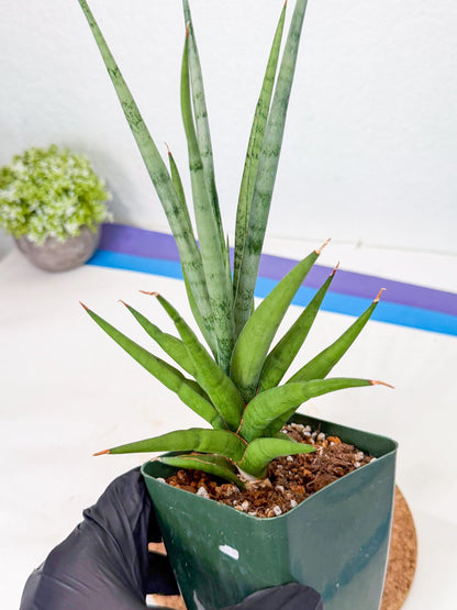 Sansevieria Thunder Stream (xL1) (2) | imported