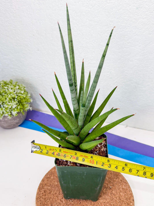 Sansevieria Thunder Stream (xL1) (6) | imported