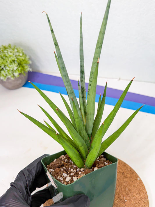 Sansevieria Thunder Stream (xL1) (6) | imported