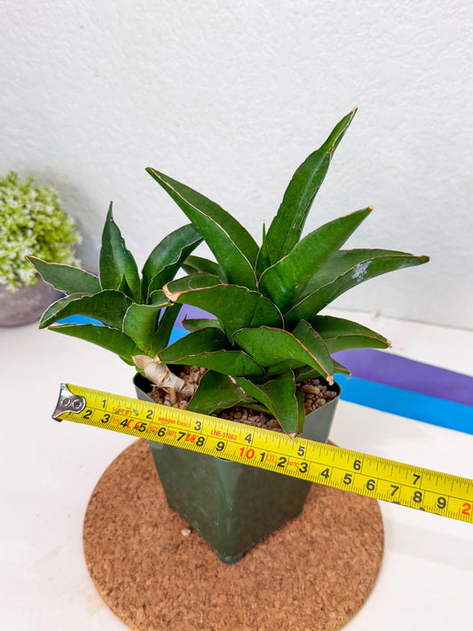 Sansevieria Maya (xl2) (4) | sale