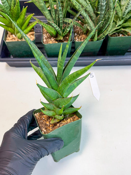 Sansevieria Prabu (xl2) (5) | Rare Snake Plant