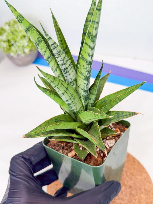Sansevieria Snow Flake (xl2) (7) | Imported Hybrids
